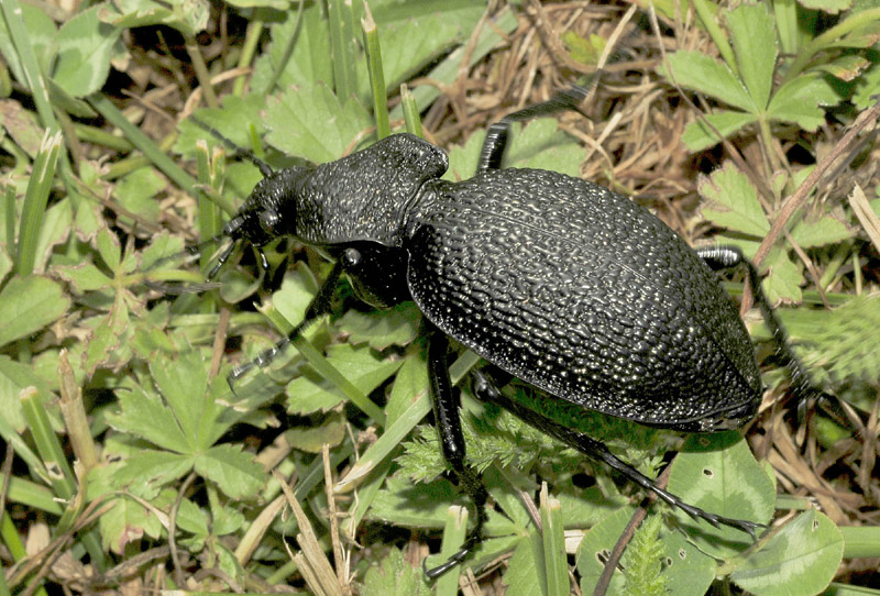 Grosso Carabus da id.: C. gigas